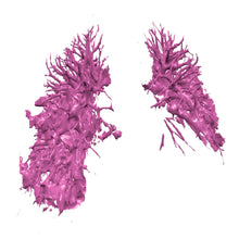 Load image into Gallery viewer, Covid Lung Model