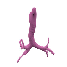 Load image into Gallery viewer, Covid Lung Model