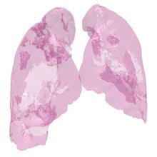 Load image into Gallery viewer, Covid Lung Model